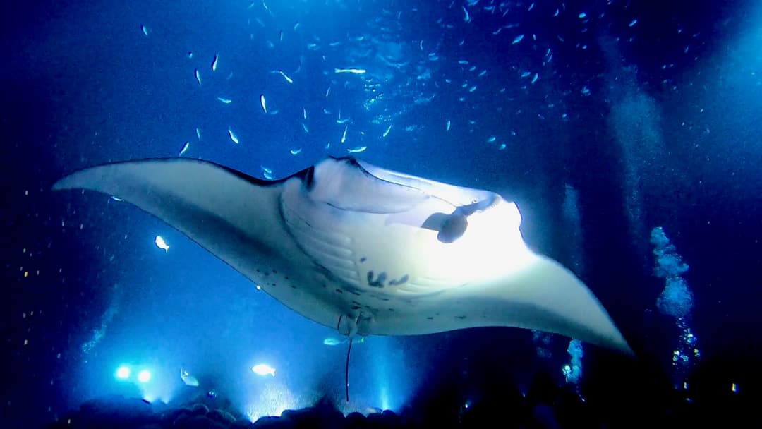 Garden Eel Cove / Manta Ray Heaven in KailuaKona Zentacle Scuba
