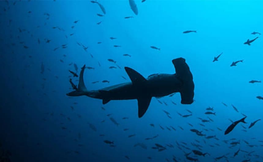 Molokai Hammerhead Dive (Mokuhoʻoniki)