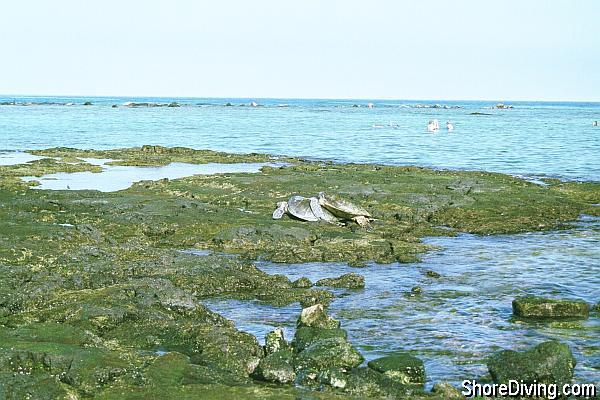 On the morning of this photo shoot in mid September, we were lucky enough to catch a pair of Green Sea Turtles playing 'leap frog' just yards from the park beach.  A rule of thumb is never to get closer than 10 yards to a resting sea turtle.  Wildlife harassment can have serious consequences for you and the turtles!