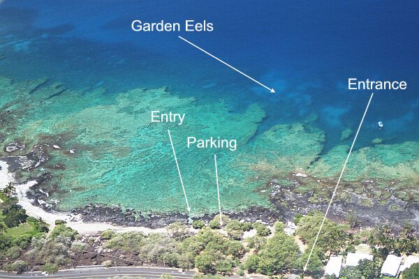 For a special treat, kick out to the edge of the lava flow (noticing the collapsed lava tubes along the way).  Drop down to about 70 feet over the sandy patch, lie still, and watch the garden eels come out to greet you!
