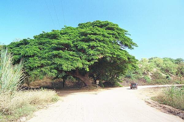 After about 3.25 miles on the dirt road, take a left under the tree at this bend. The sandy narrow stretch will lead you to the beach.  The hard-packed sand will turn into loose sand in about 100 yards.  Go no further unless you have a proven beach-worthy vehicle.