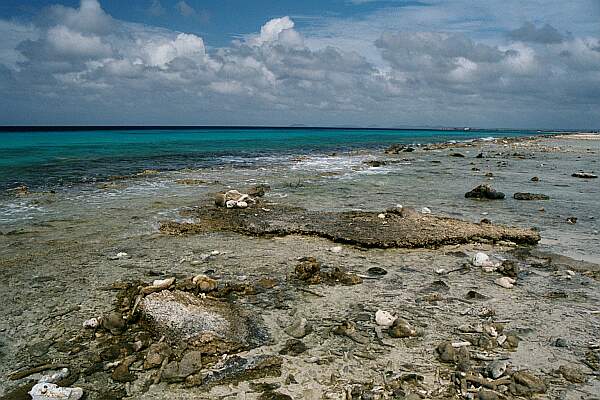 The entry is mostly solid coral, so wear some good booties as you make your way out into the sandy area.