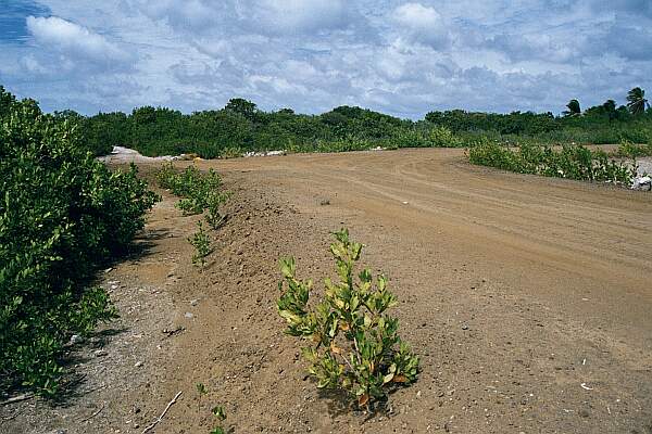 Watch for where the road bears to the right, then continue forward down the one-lane coral road.