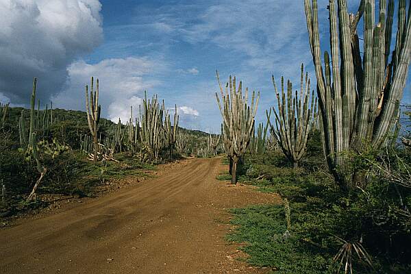 This is just beyond the entrance of the Washington Slagbaai National Park.  The roads are in generally good condition due to the maintenance which comes from your park entry fees.