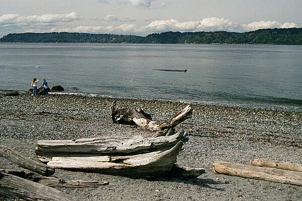 A seal travels the length of the beach looking for a quick meal of Salmon.