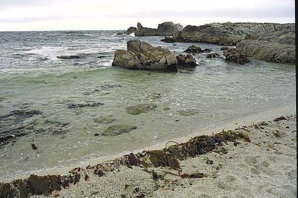 A sandy entry greets you, with the requisite underwater rock hazards.  By the way, don't let the name of the site scare you away.  We just call it that to scare non-divers away.  :-)