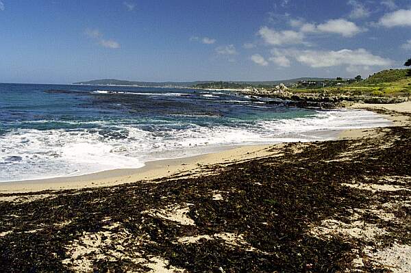 Here's the point you'll want to explore.  Swim out and around the kelp.  Note the swells hitting the beach-- and this is a calm day!