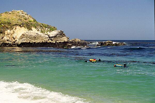 Other divers are braving the kelp and surf.