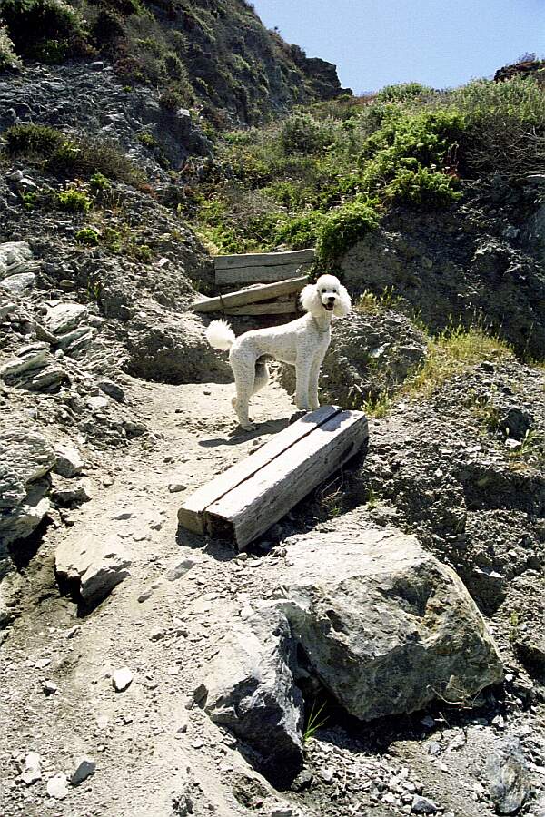 Unless you have four feet, you'll be using your hands to help yourself up and down this portion of the trail.