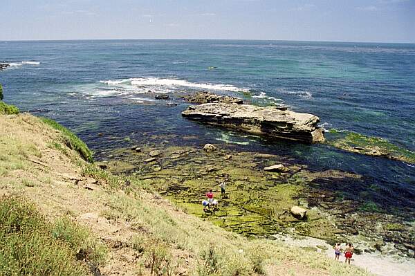 A bit farther to the right, Seal Rock covered with its inhabitants!