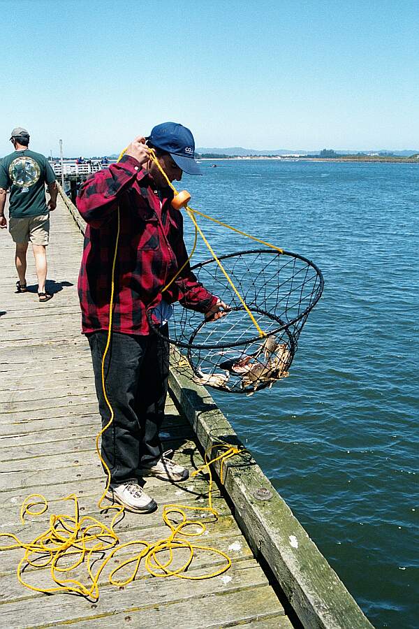 The Prize!  Actually all these crabs are too small to harvest, and will be thrown back.  Take a scale with you to ensure you find the correct size.  Also, be considerate of the crabbers above.  They may otherwise get irritated if they see you come out with your limit in 20 minutes!