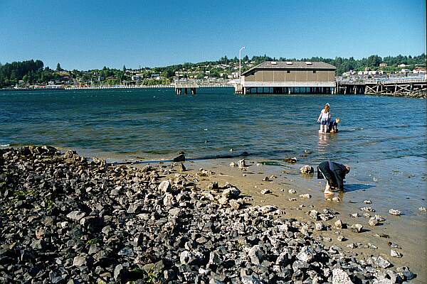 It stays shallow for a bit, then drops off rapidly.  This site is known for its non-technical night diving.