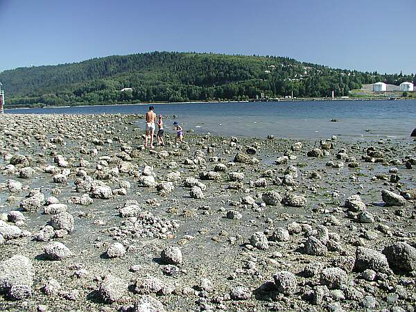 Low tide reveals some barnacle-encrusted rocks.  Just take your time, and help your buddy into the water.