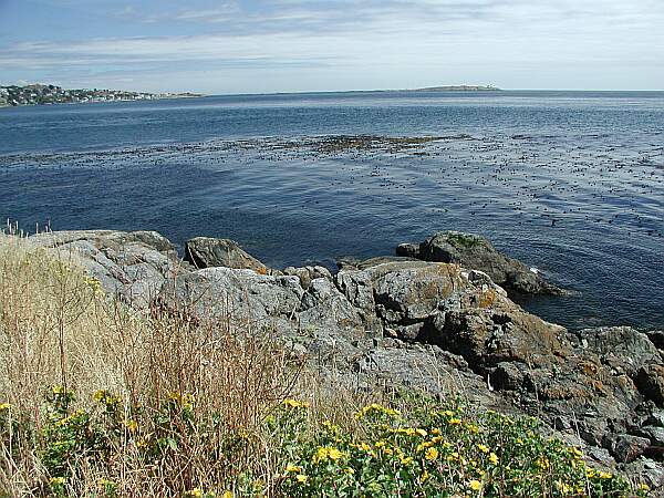 Just to the right of the entry, you'll find the kelp beds.  Carefully swim around them, as they are usually quite dense.