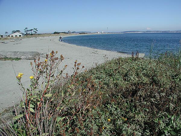 Or you may enter about 200 yards further down the beach to access the reef, where you will see a white buoy marking its location.  Kick out for a few minutes and drop down to explore the many residents of 'Tire City'.