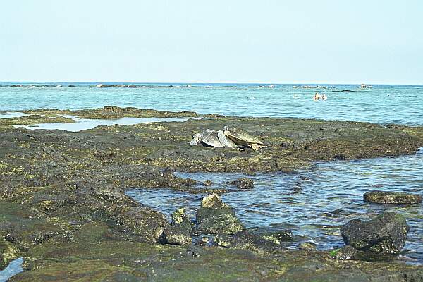 Kahalu'u Beach Park