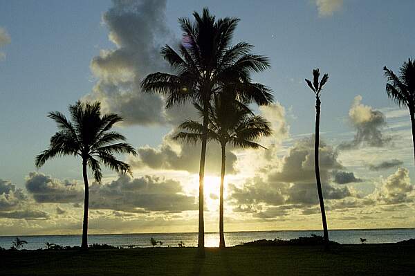 Scenery Oahu