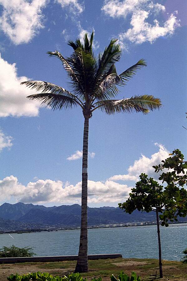 Scenery Oahu