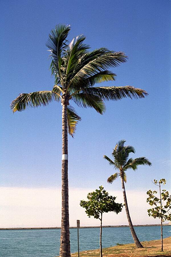 Scenery Oahu