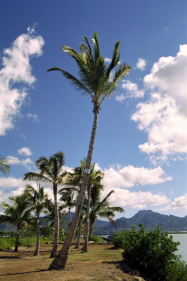Scenery Oahu