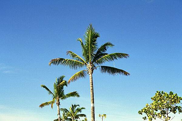 Scenery Oahu