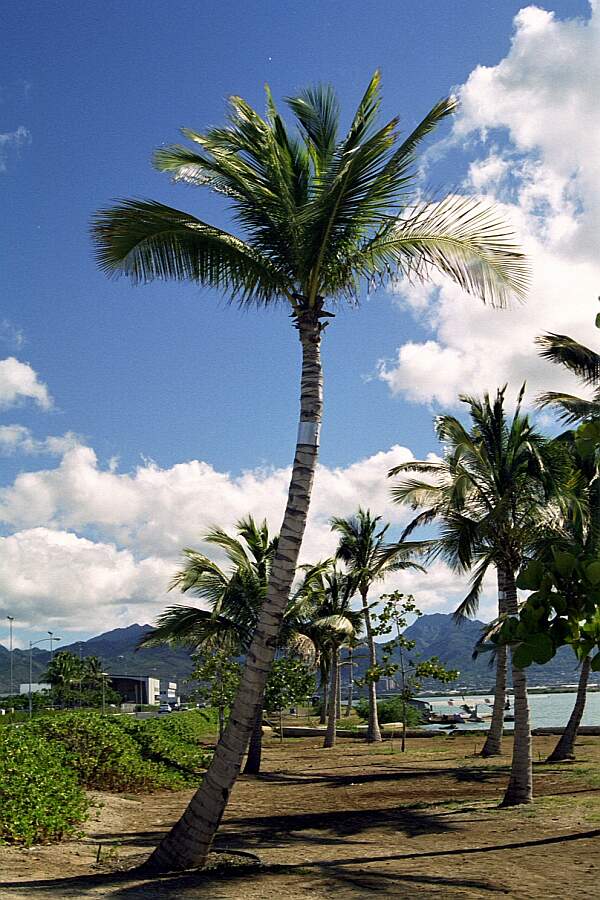 Scenery Oahu