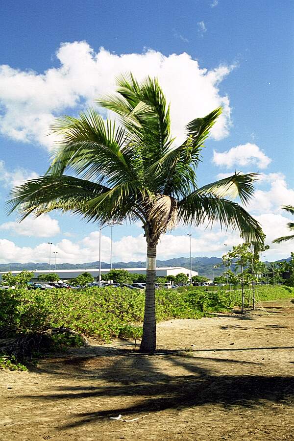 Scenery Oahu