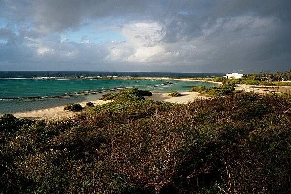 Baby Beach Reef