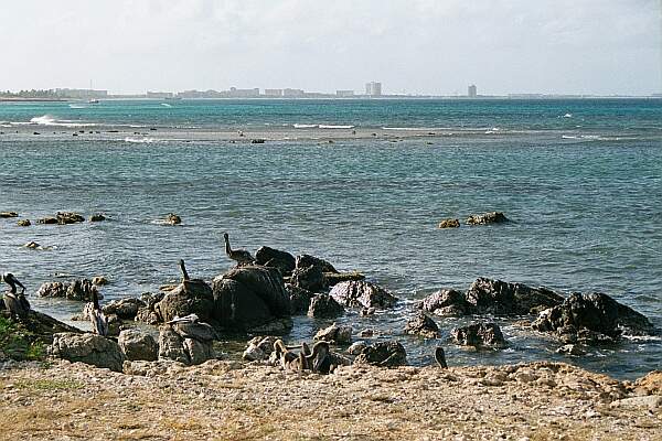 Shallow Reef