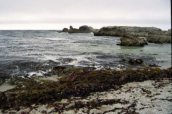 Point Pinos (Sewer Plant Beach)