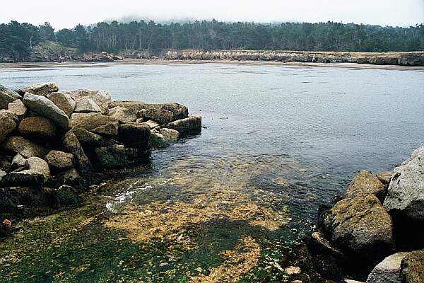 Whalers Cove (Point Lobos)