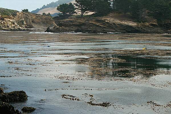 Whalers Cove (Point Lobos)