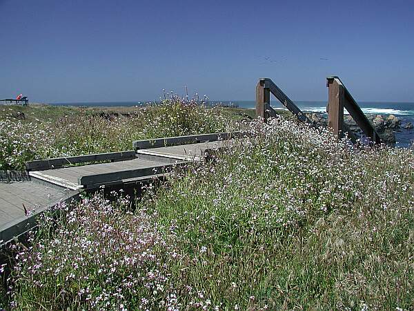 Mackerricher State Park